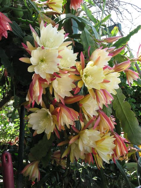 Epiphyllum Planter Et Cultiver Ooreka