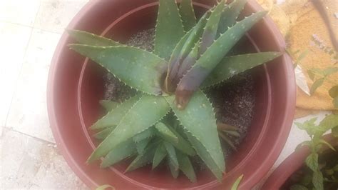 Damage Can I Save A Rotten Aloe Vera Plant Gardening Landscaping