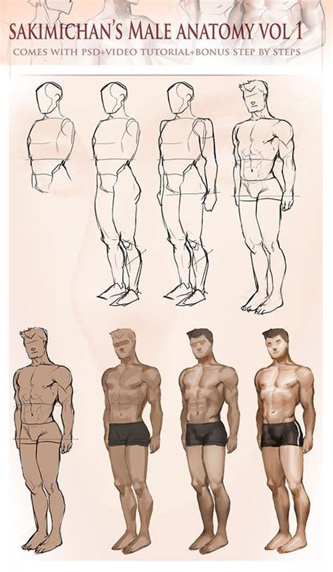 Male Body Drawing Human Anatomy Drawing Human Figure Drawing Figure