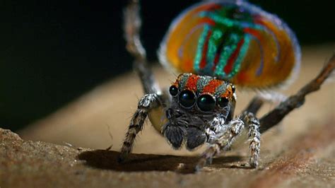 peacock spider performs colorful dance to attract mate nature pbs