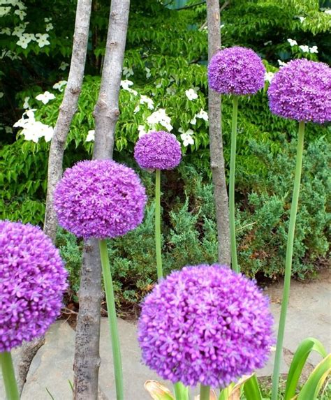 Plant bulbs in fall by. Allium Ambassador - Allium - Flower Bulb Index- 48" Tall ...