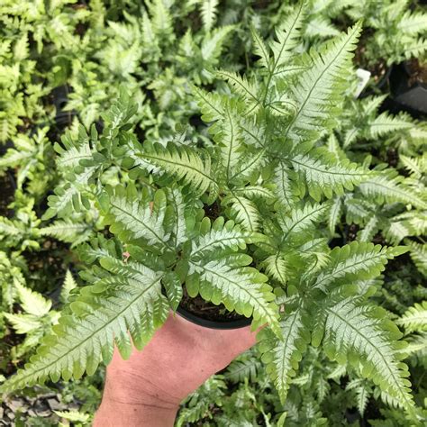 Pteris Plant Ubicaciondepersonascdmxgobmx