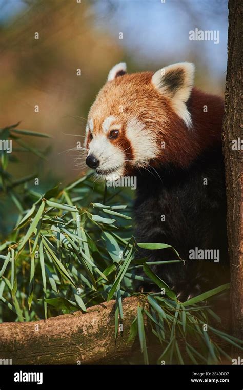 Red Panda Ailurus Fulgens Branch Eat Bamboo Stock Photo Alamy