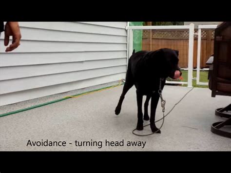 Dog Body Language Understanding Dogs Animals Animales Animaux Pet