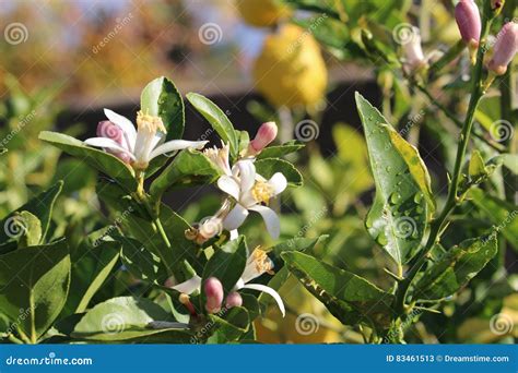 Orange Tree Blossom Stock Image Image Of White Pink 83461513