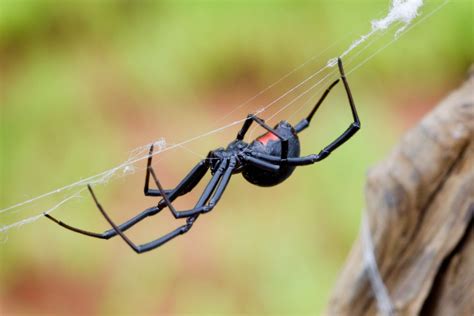 Black Widow Spiders Habitat
