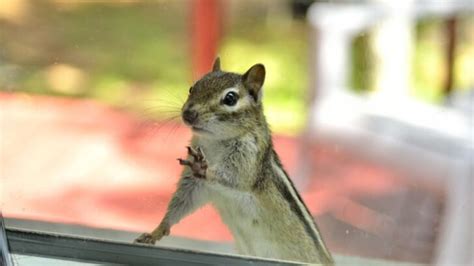 Chipmunks Vs Squirrels 5 Ways They Differ My Backyard Life