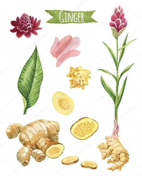 Ginger Root Illustration Google Search Acuarela Floral Planta De