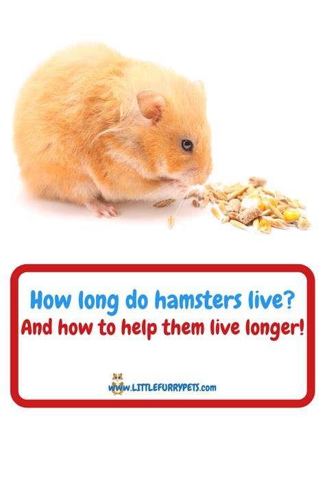 Just How Long Do Hamsters Live For Hamster Live Hamster Life Hamster