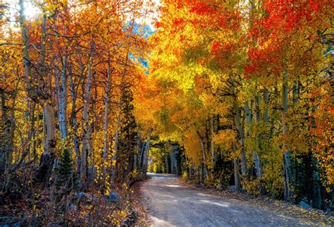 Laeacco Beautiful Autumn Forest Tree Road Landscape Photography