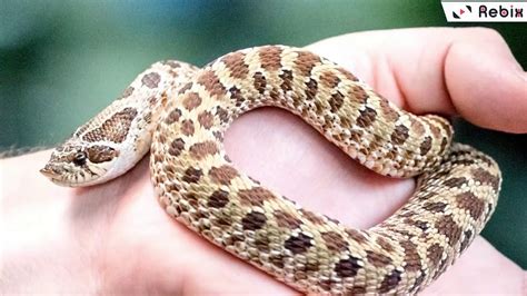 14 Of The Worlds Weirdest Snakes That Actually Exist Youtube