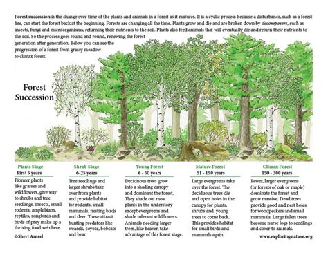 Forest Succession With Text Mini Poster