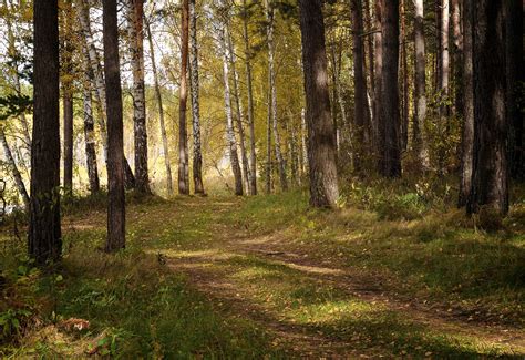 Natureza Floresta Panorama Foto Gratuita No Pixabay Pixabay