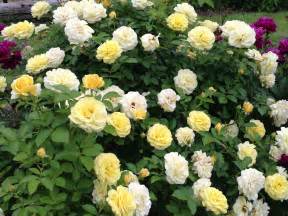 Double Knockout Roses Yellow Knockout Roses Double Knockout Roses