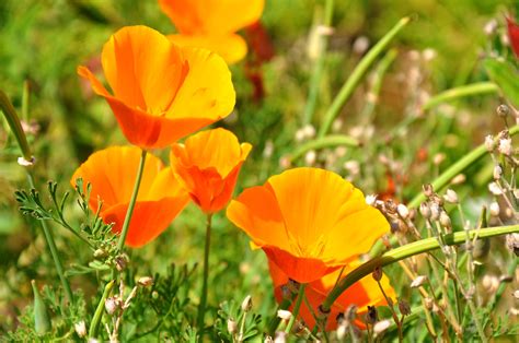 Free Images Nature Grass Field Prairie Petal Botany Yellow