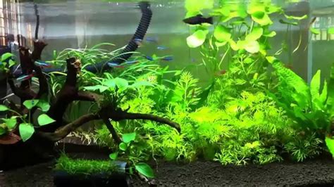 The importance of the shoal. Neon Tetras, Ember Tetras in Community Tank - YouTube