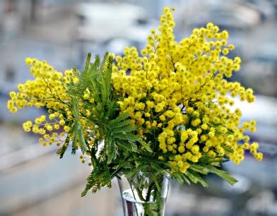 Floweraura brings you an exclusive range of gifting and tributes to present that shero in your life. Mimosa Flower is a Symbol for International Women's Day