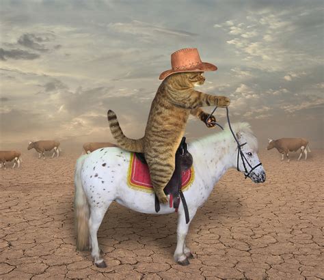 The Cat Cowboy Riding A Horse Grazes Cows Power Sponsorship