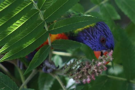 Fotos Gratis árbol Naturaleza Rama Pájaro Planta Hoja Flor