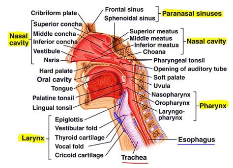 Anatomy Of The Upper Respiratory System Human Respiratory System