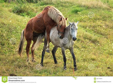 Coupling Horses Stock Images Image 20775834