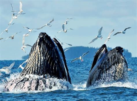 Best Places For Humpback Whales Watching In The World Traveladvo
