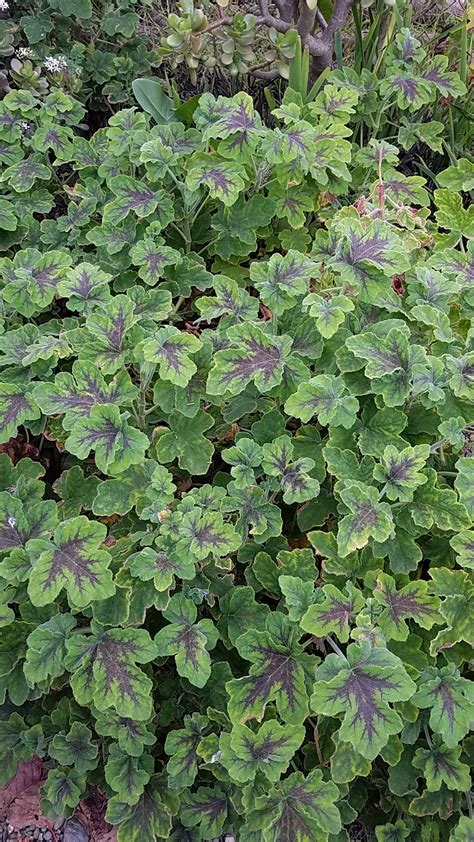 Pelargonium Tomentosum Chocolate Peppermint Picturethis