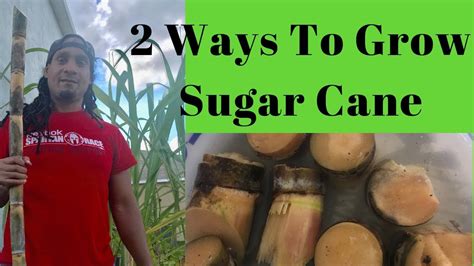 2 Ways To Grow Sugar Cane Youtube