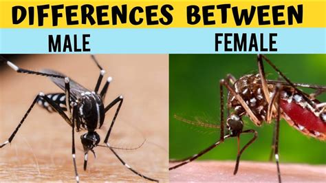 Difference Between Male And Female Mosquitoes Youtube