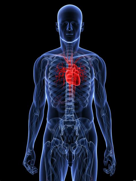 Get Human Heart Anatomy Free Vector Kodeposid