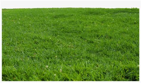 Check spelling or type a new query. Grass Photoshop, Tree Photoshop, Photoshop Brushes ...
