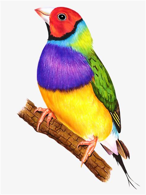 colorful,bird,birds,Colorful clipart,birds clipart,colorful clipart ...