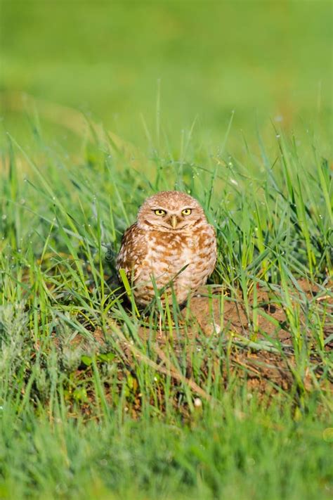 Burrowing Owl Athene Cunicularia Stock Image Image Of Saskatchewan