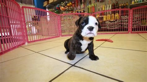 Our dog breeder directory is the ultimate source of listings for bulldog breeders in the north america. Affectionate Brindle, Olde English Bulldog Puppies For ...