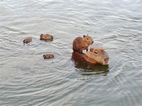 Capybara Location Where Do Capybaras Live A Z Animals