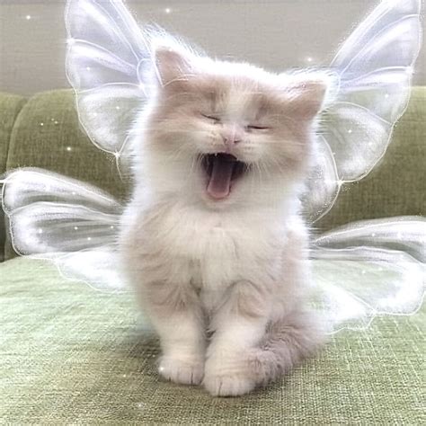 Fairy Cat D In 2021 Pretty Cats Cat Aesthetic Cute Cats