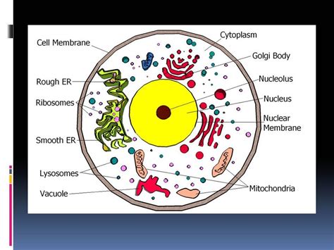 Let`s draw a typical animal cell. Cells - Biology 1 2 with Sullivan at Pekin Community High ...