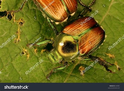 Japanese Beetles On Leaf Stock Photo Edit Now 443981