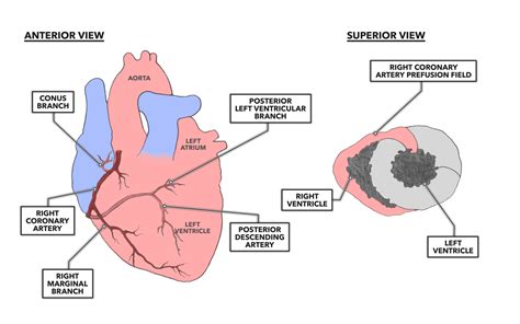 Crossfit The Heart Part 7 Coronary Circulation