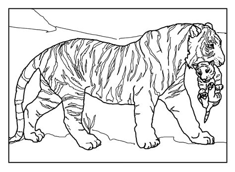 Desenhos De Tigre Para Colorir Bora Colorir