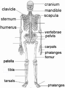 Almost every muscle constitutes one part of a pair of identical bilateral muscles, found on both sides, resulting in approximately 320 pairs of muscles, as presented in this article. Skeletal System - Human Body Systems Project