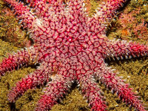 A Closeup Picture Of A Common Sunstar Crossaster Papposus Or Solaster