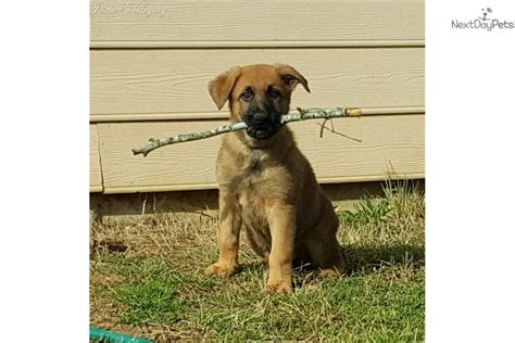 Brown Collar German Shepherd Puppy For Sale Near Memphis Tennessee