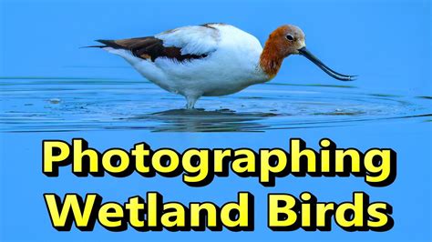 Photographing Wetland Birds Nikon Z6ii Youtube
