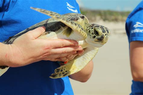 A Day After World Turtle Day Seaworld Releases 4 Sea Turtles Into The