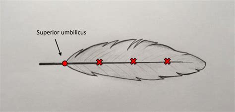 8 Diagram Of Feather With Labelled Superior Umbilicus And Measurement