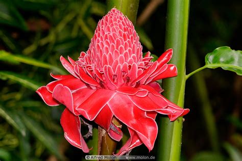 Photo Of Red Wax Flower The Philippines
