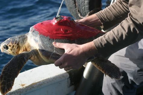 Satellite Tracking Of Marine Turtles Blue World Institute