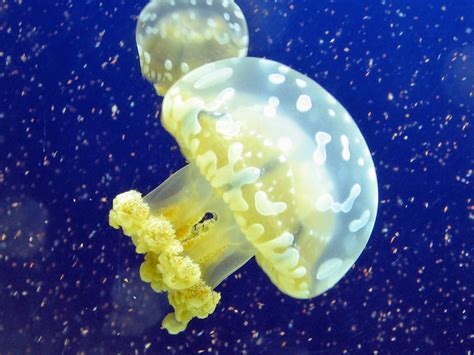 Cnidarians Jellyfish Corals And Sea Anemones Animalia
