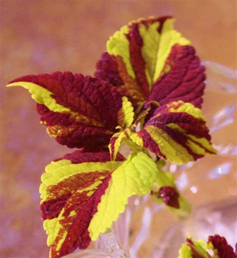4 Easy Steps To Grow Coleus From Stem Cuttings Dengarden